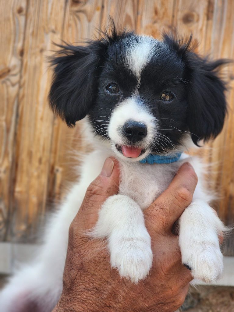 du Bois d'Eden - Chiot disponible  - Epagneul nain Continental (Phalène)