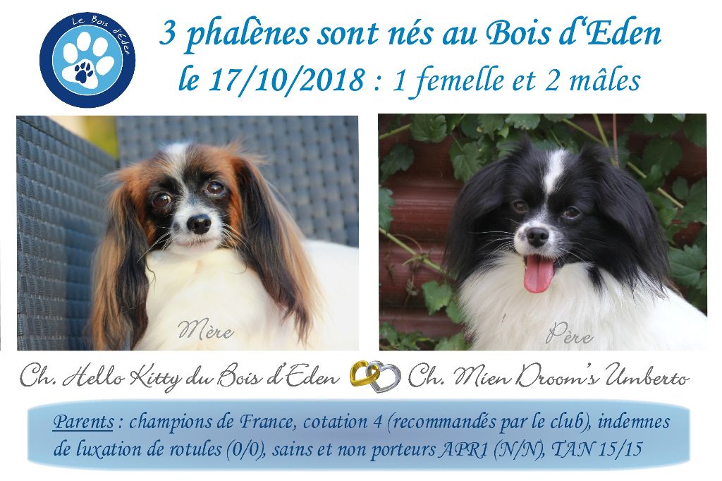 du Bois d'Eden - Epagneul nain Continental (Phalène) - Portée née le 17/10/2018