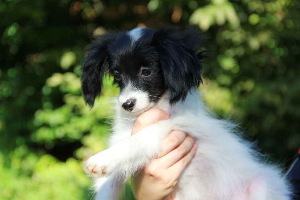 du Bois d'Eden - Chiots disponibles - Epagneul nain Continental (Phalène)