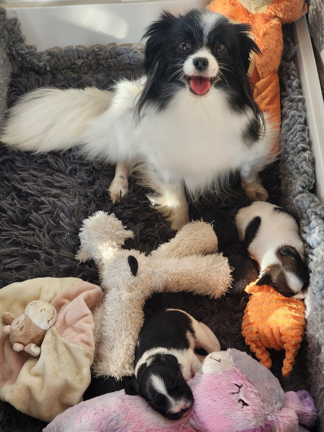 du Bois d'Eden - Epagneul nain Continental (Phalène) - Portée née le 27/09/2025