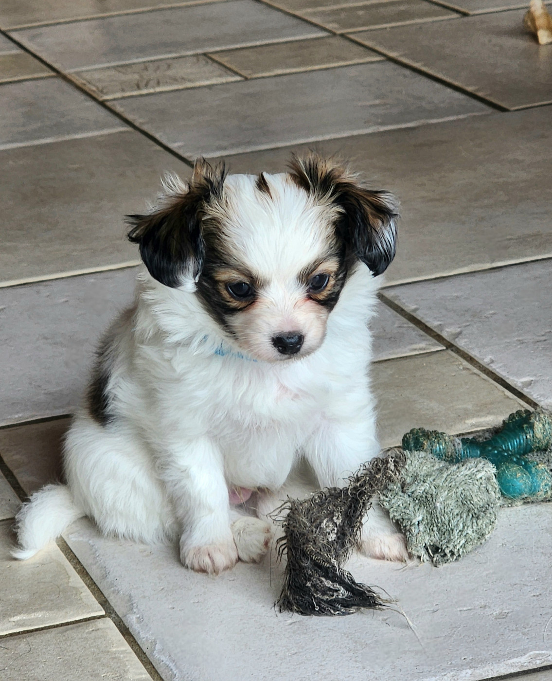 du Bois d'Eden - Chiots disponibles - Epagneul nain Continental (Phalène)