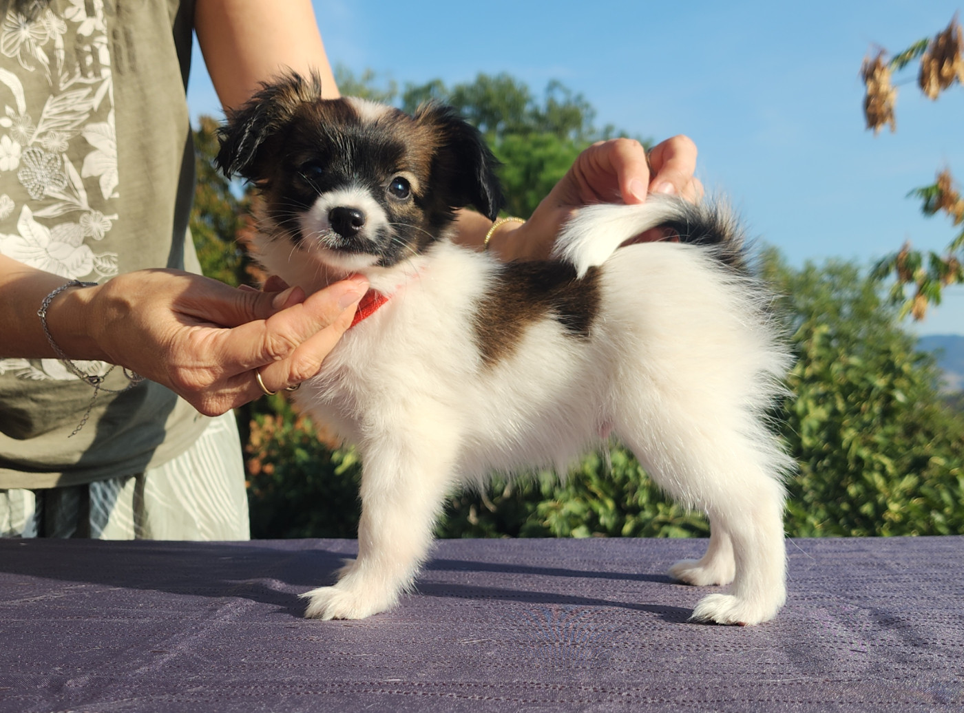 du Bois d'Eden - Chiots disponibles - Epagneul nain Continental (Phalène)