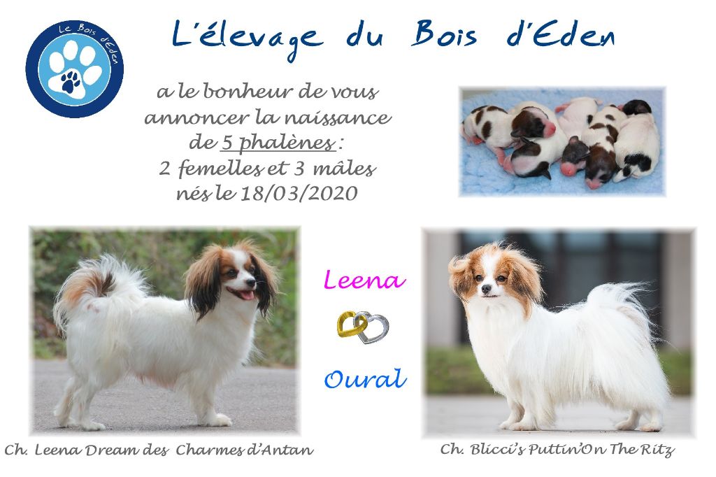 Chiot Epagneul nain Continental (Phalène) du Bois d'Eden