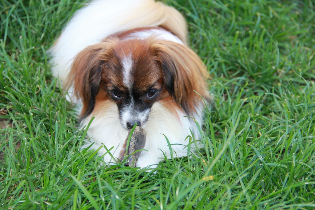 du Bois d'Eden - Chiots disponibles - Epagneul nain Continental (Phalène)