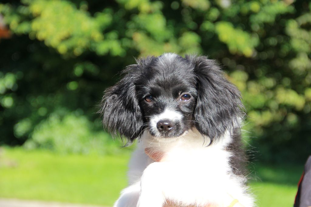 du Bois d'Eden - Chiots disponibles - Epagneul nain Continental (Phalène)